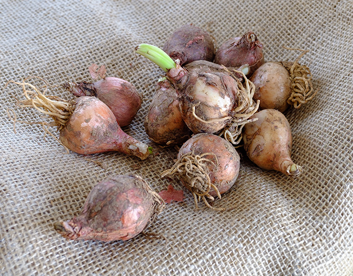Lampascioni sott'olio: come fare la tradizionale conserva pugliese.