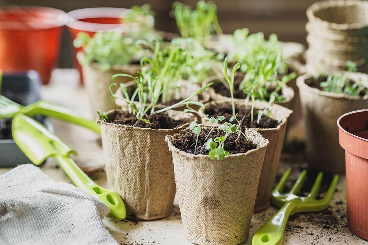 orto-in-casa-vasi piccoli vasi con piantine per coltivazione orto in casa