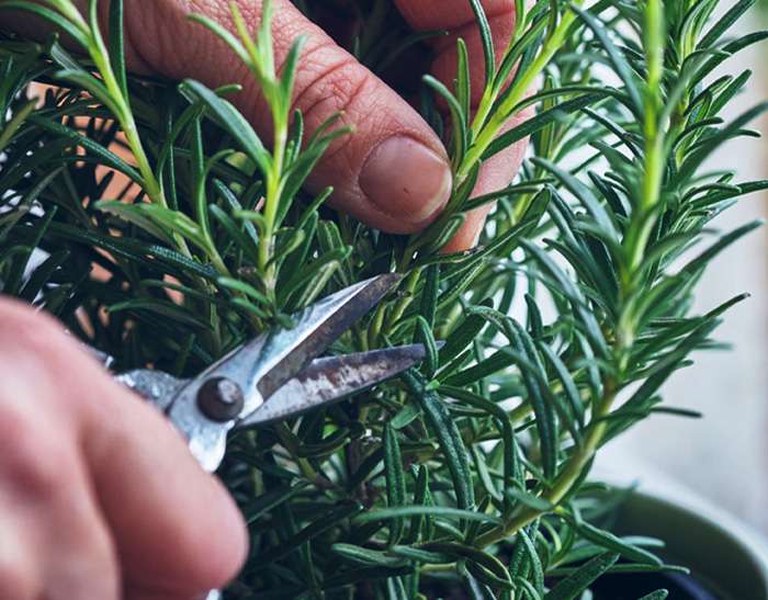 Olio al rosmarino dalle mille proprietà: la ricetta per prepararlo in casa.