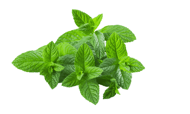 menta fresca tagliata