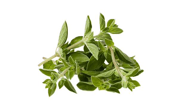 origano fresco tagliato