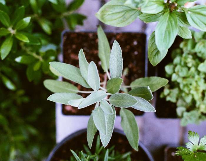 10 piante aromatiche facili da coltivare in casa: trucchi e consigli.
