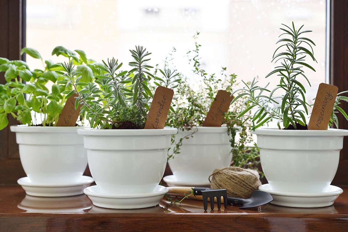 piantine aromatiche coltivate in casa