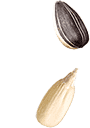 semi-basso