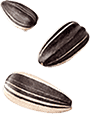 semiSX