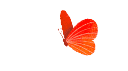 farfalla-2