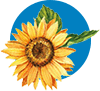 girasole