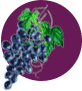 vinacciolo