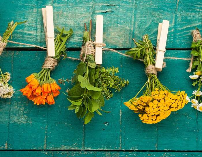 6 piante officinali facili da coltivare in casa: trucchi e consigli.